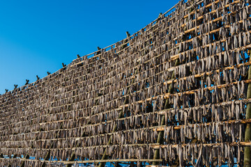 Giant wooden racks with tons of cod fish hanging in open sea air to dry and become skrei on the Lofoten islands in Norway on clear winter day with blue sky