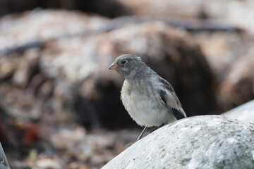 Juvenile Snow Bunting in Iceland
