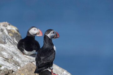 Atlantic Puffin at Grimsey Island Iceland