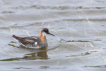 Red necked Phalarope in Iceland