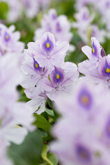 Obraz premium ホテイアオイの花