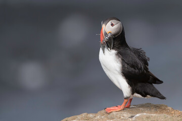 Atlantic Puffin at Grimsey Island Iceland