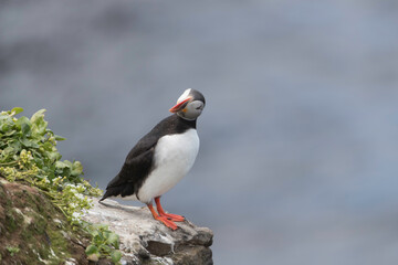 Atlantic Puffin at Grimsey Island Iceland