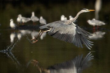 Grey Heron takeoff with splash of water at Tubli bay, Bahrain