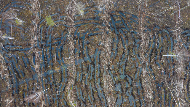 Aerial image of the damaged soil by forest clearcut loggin