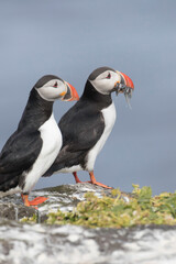 Atlantic Puffin at Grimsey Island Iceland
