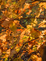 Red and orange maple leaves in autumn forest.