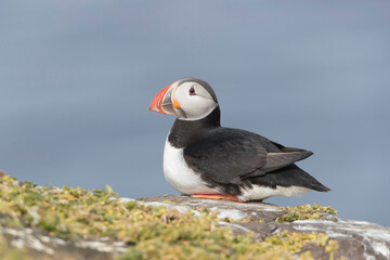 Atlantic Puffin at Grimsey Island Iceland