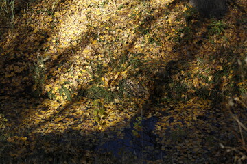 el otoño en la naturaleza