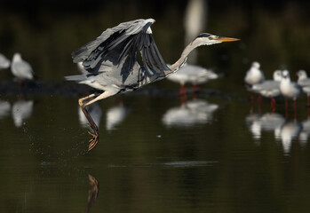 The herons are long-legged freshwater and coastal birds