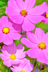 Obraz premium コスモスの花