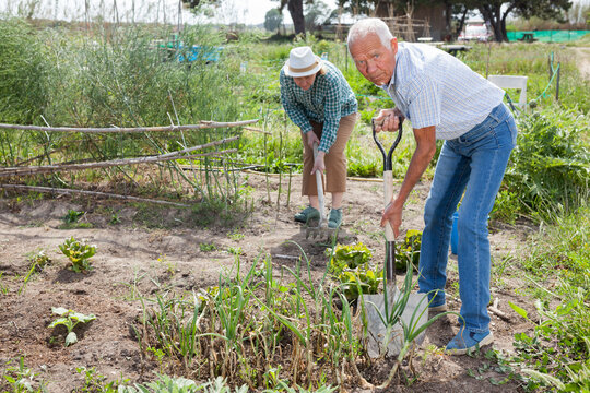 Mature man and woman gardener working at land with green onion