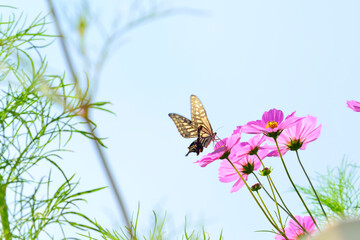 コスモスとアゲハチョウ