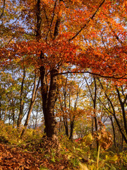 Red and orange maple leaves in autumn forest.