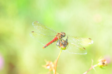 コスモス畑の赤トンボ