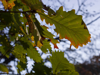 Branch of oak tree with leaves.