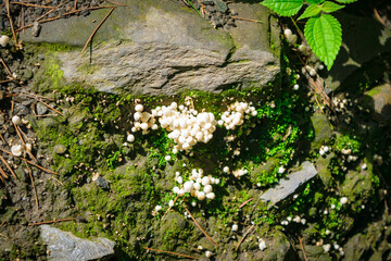 Coprinellus disseminatusalso known as fairy inkcap or trooping crumble cap is a species of agaric fungus in the family Psathyrellaceae..  A mushroom is fleshy, spore-bearing fruiting body of a fungus.