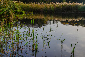 Landscape with autumn park in the sunny day. Yellow and green trees are displayed with reflection on the lake.