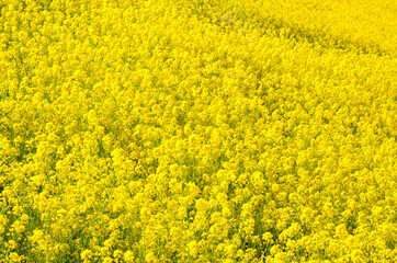 菜の花のお花畑