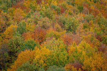 Aerial view of beautiful orange and red autumn forest