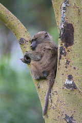 Young Olive baboon in Tanzania Africa