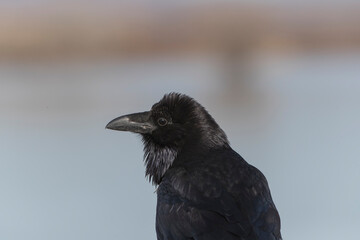 Close up of American raven