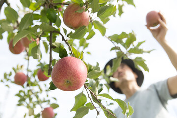 リンゴを収穫する農家