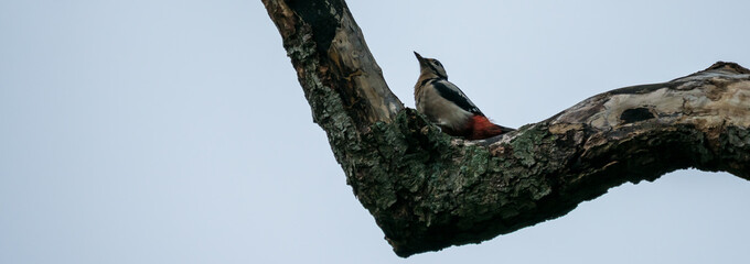 Spotted woodpecker on a tree branch
