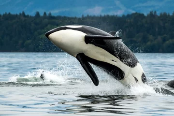 Fotobehang Orca Biggs orka-walvis springt uit de zee op Vancouver Island, Canada