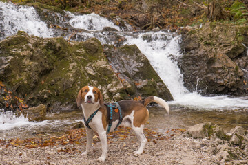 Beagle am oberen  Josefstaler Wasserfall
