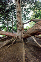 パワースポット,ヒバの大木の根っこ
