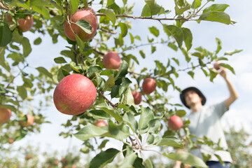 リンゴ畑でリンゴを収穫する農家