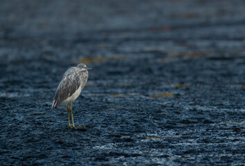 Juvenile Western reef heron at Tubli bay, Bahrain