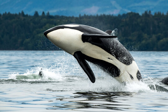 Bigg's orca whale jumping out of the sea in Vancouver Island, Canada
