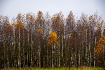 Autumn birch grove against a cloudy sky.
