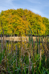 Landscape with autumn park in the sunny day. Yellow and green trees are displayed with reflection on the lake.