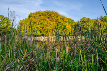 Obraz premium Landscape with autumn park in the sunny day. Yellow and green trees are displayed with reflection on the lake.