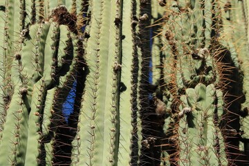 Carnegiea gigantea cactus texture