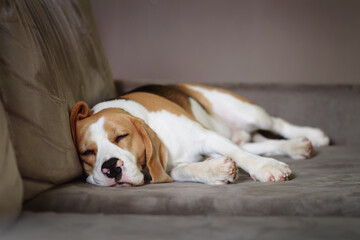 Beagle dog sleeping indoor on the sofa