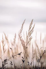 Wall murals Light Pink Sunset in the field. Close view of grass stems against dusty sky. Calm and natural background
