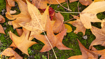 Fototapeta premium Close up on fallen plane tree leaves on mossy ground, in autumn, background