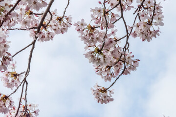 公園の道沿いに咲く桜