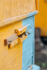 Close up of flying bees. Wooden beehive and bees.