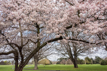 公園の道沿いに咲く桜