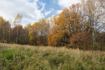 Colors of  autumn  in the wood