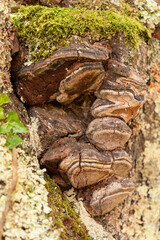 
Close-up on a bark of a tree colonized by tinder, a hoof-shaped fungus