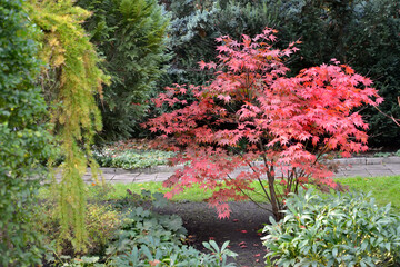 A young maple tree "Crimson King" (Acer platanoides Crimson King) grows in the park