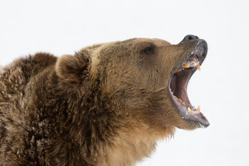 Grizzly Bear Close-up
