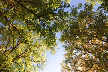 leaves against blue sky