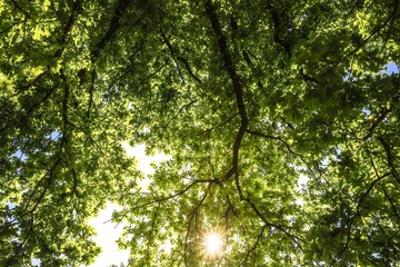sun rays through trees